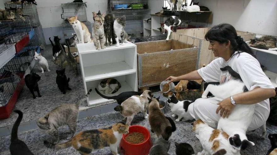 Gatos abandonados, acogidos por la Protectora de Animales de A Madroa  //José Lores