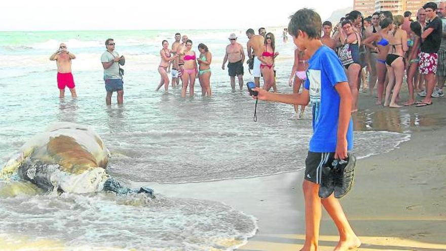 Muchos curiosos se acercaron a la orilla para ver el cuerpo del animal.