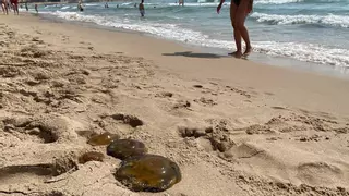 Se avistan medusas en la playa de Muchavista