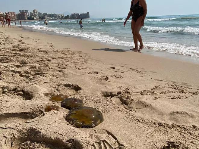Las medusas vuelven a la playa de Muchavista