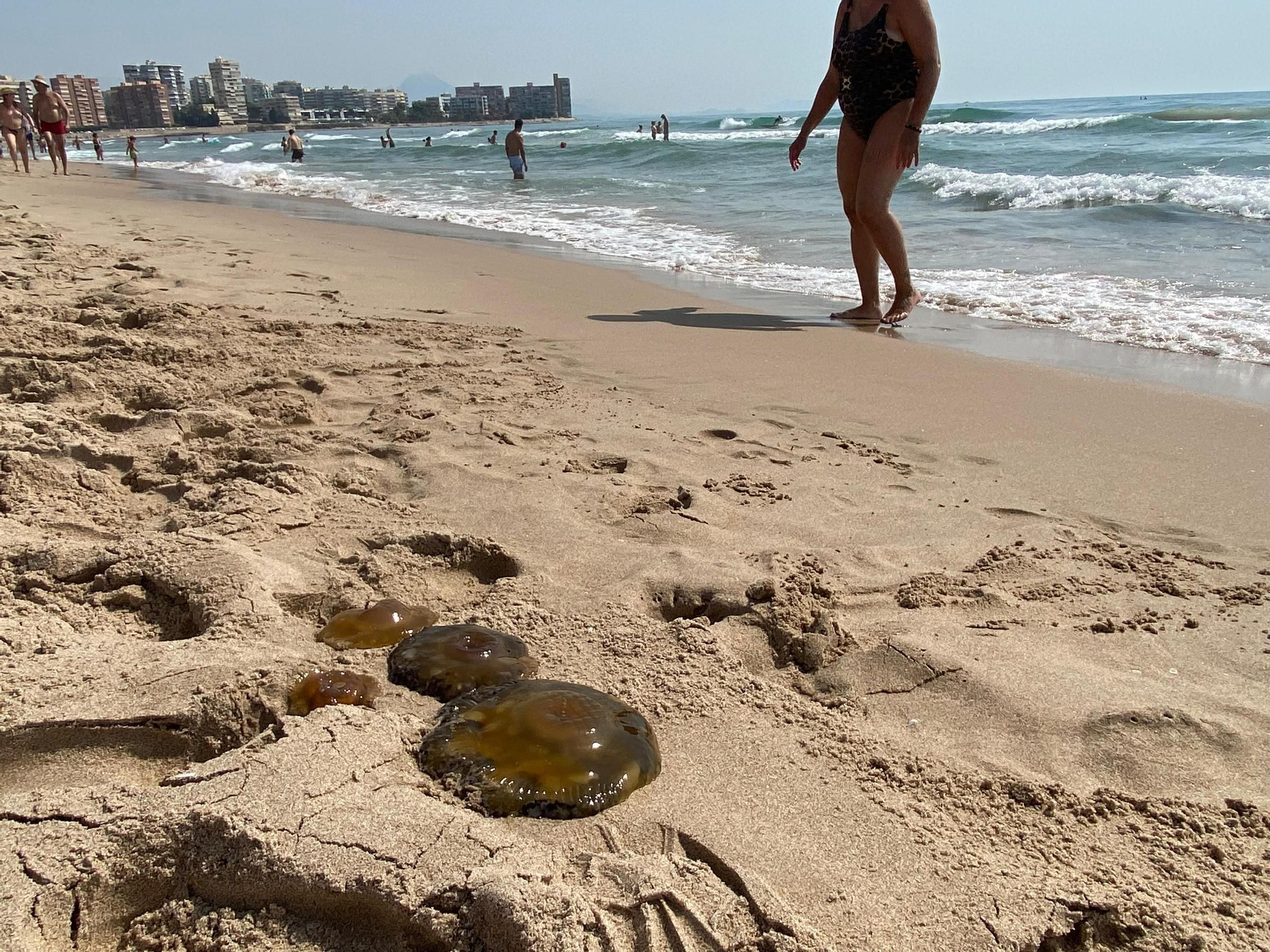 Las medusas vuelven a la playa de Muchavista