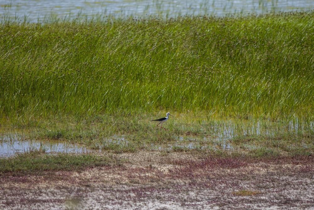 Aves en Villafáfila