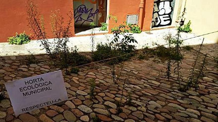 Veïns del Barri Vell «celebren» tenir una «horta ecològica municipal»