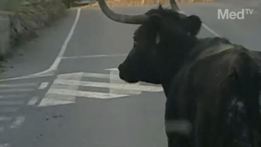 Una vaca siembra el caos en Almenara al escapar durante las fiestas