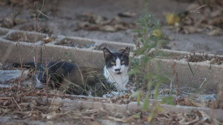 Denuncian el envenenamiento de gatos en el Cabo de las Huertas