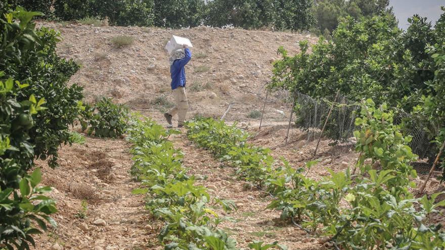 Imagen de archivo de un huerto ecológico.