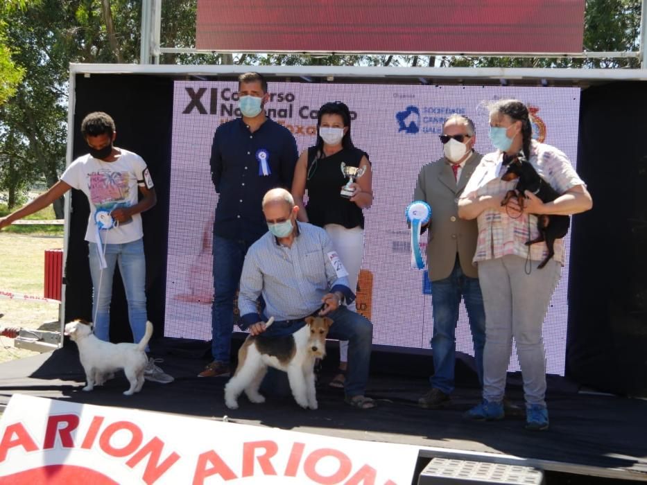 Campeonatos caninos en A Toxa.