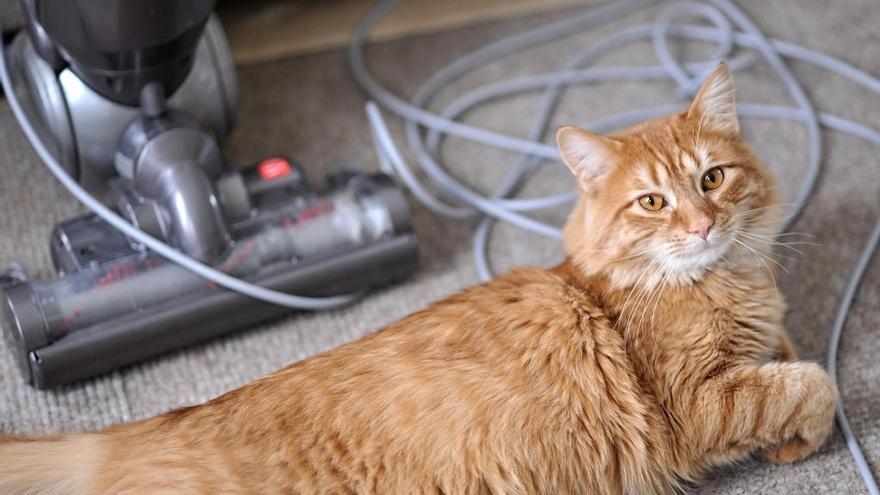 Los MEJORES ASPIRADORES para ELIMINAR EL PELO de las MASCOTAS 