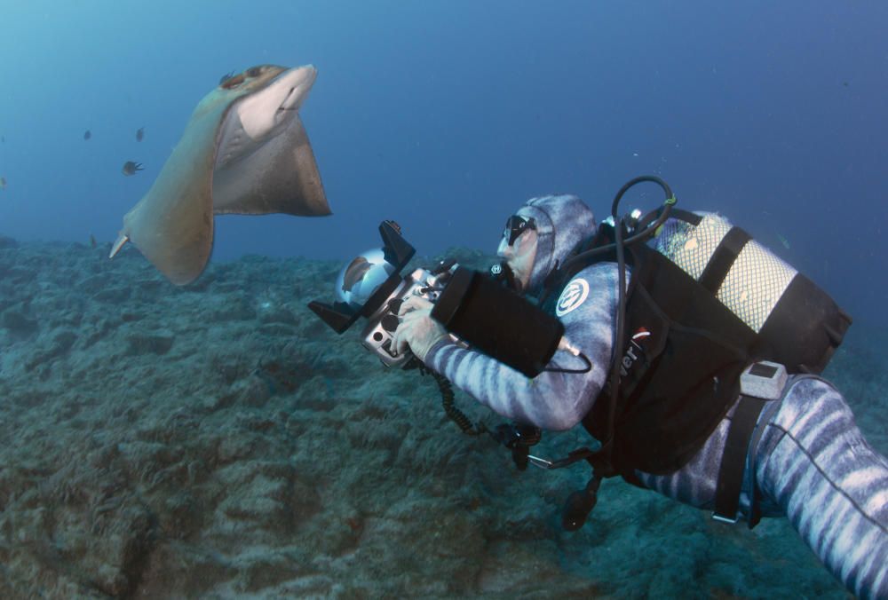 Sobrevivió en el interior de una ballena