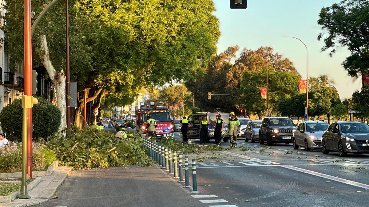 Bomberos de Sevilla trabaja para retirar los restos de una rama caída sobre el Paseo de Colón