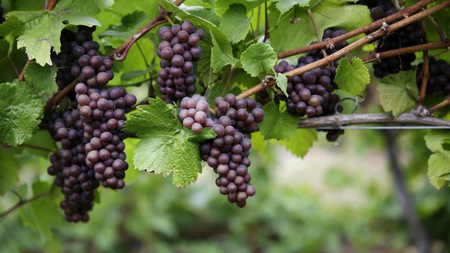 Detenida una familia por robar más de 4.500 kg de uva