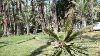 Suspenden el Festival de Cine de Elche en el Hort del Xocolater por la caída de una palmera