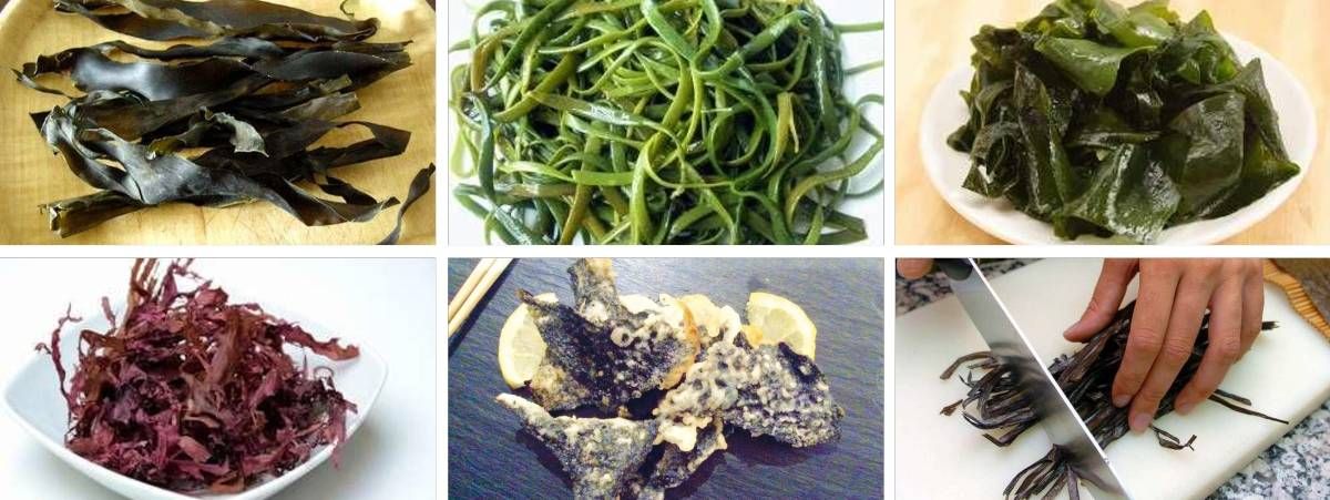 Distintos tipos de alga que se usan en la cocina