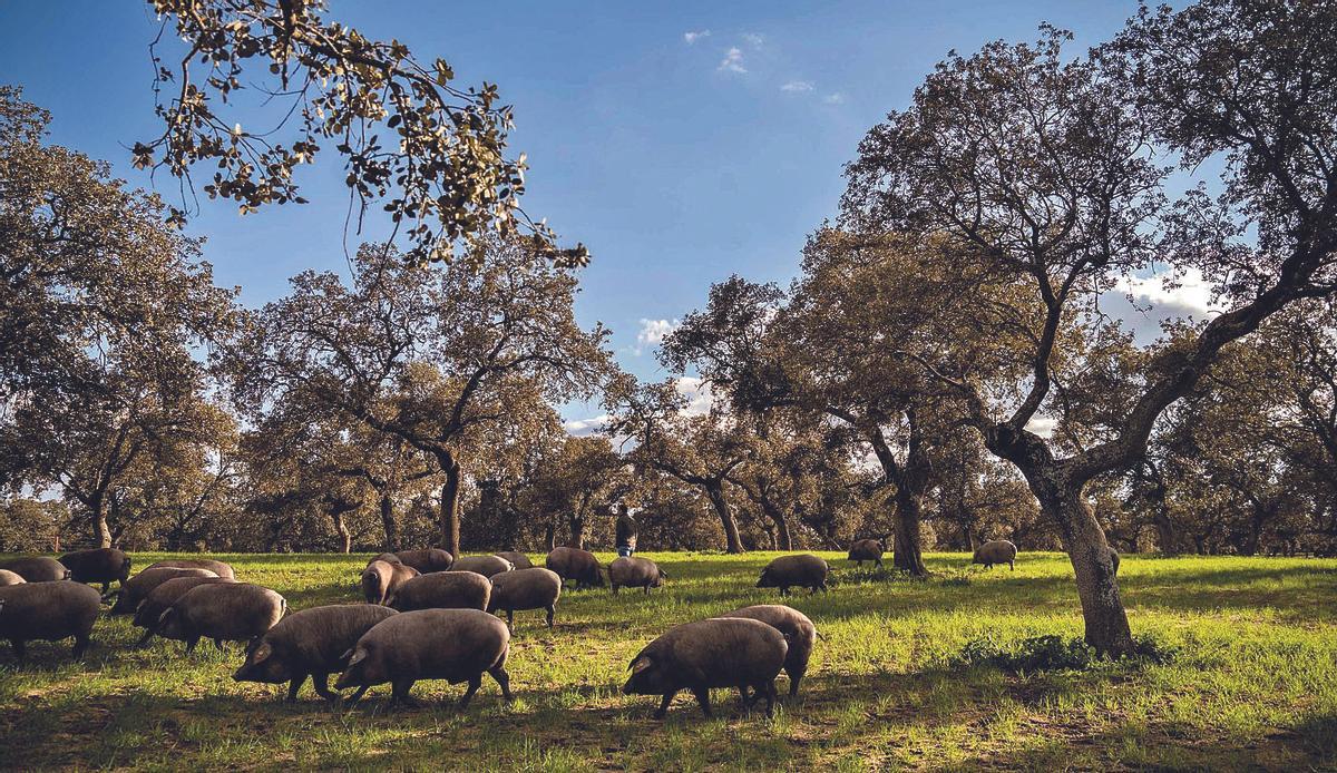 La DOP Los Pedroches solo certifica jamones y paletas 100% ibéricos, ya sean de bellora o de cebo de campo.