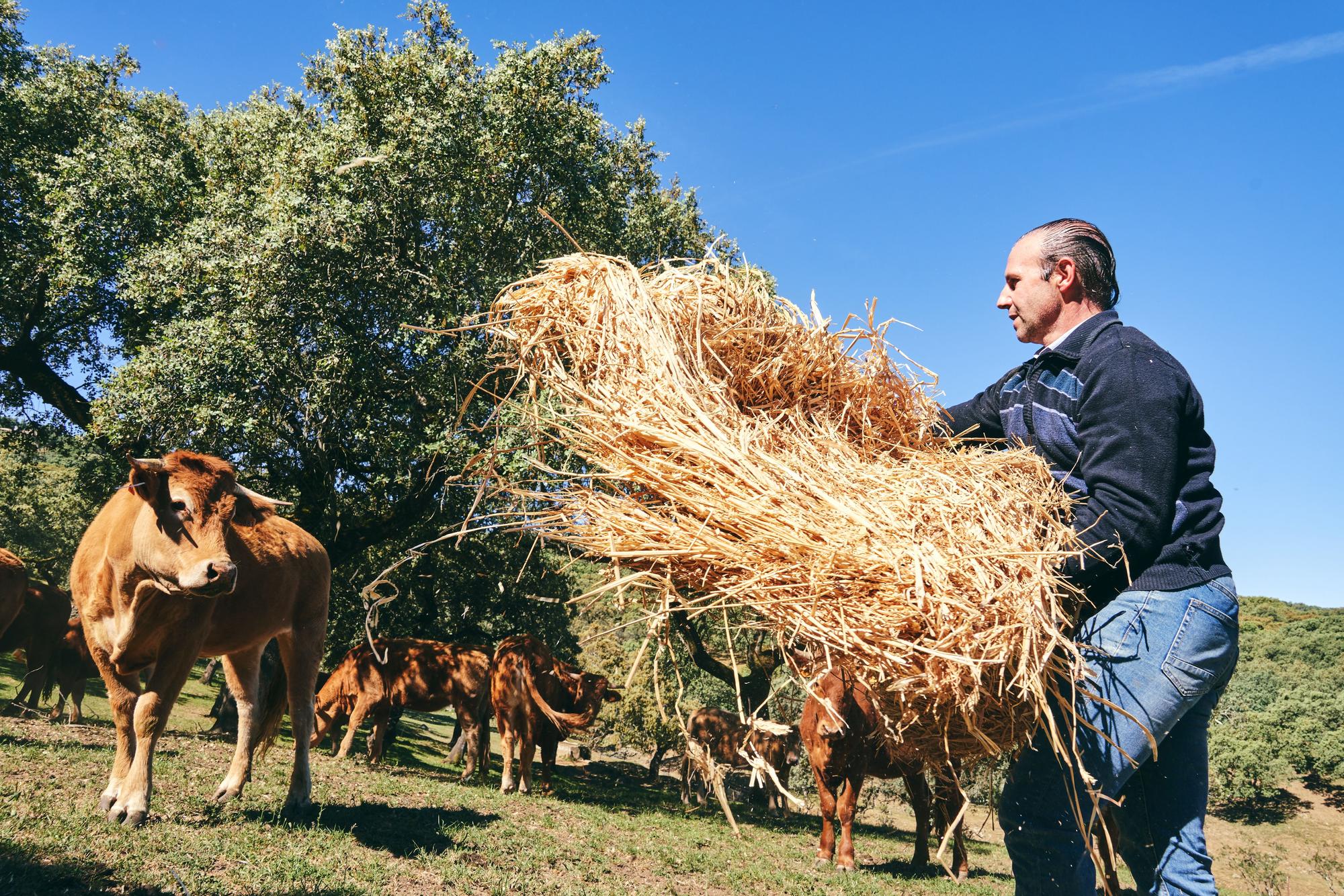Crisanto Javier Álvarez, ayer, alimentando a sus vacas en la finca de Salvaleón. / CARLA GRAW