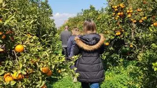 Oxfam Intermón i la Unió guanyen clients europeus per als cítrics ecològics valencians