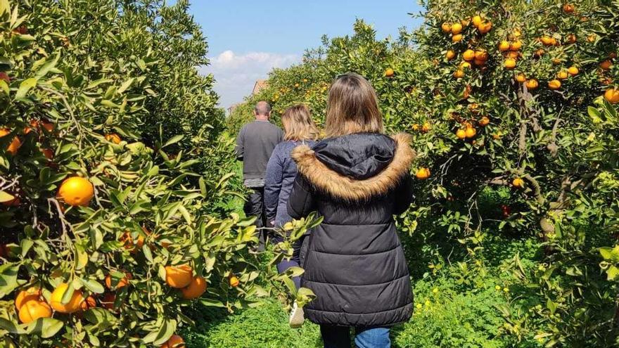 Oxfam Intermón i la Unió guanyen clients europeus per als cítrics ecològics valencians