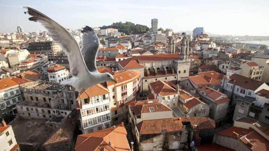 Una gaviota sobrevolando el Casco Vello, una de las zonas donde se asienta la colonia . // Marcos Canosa