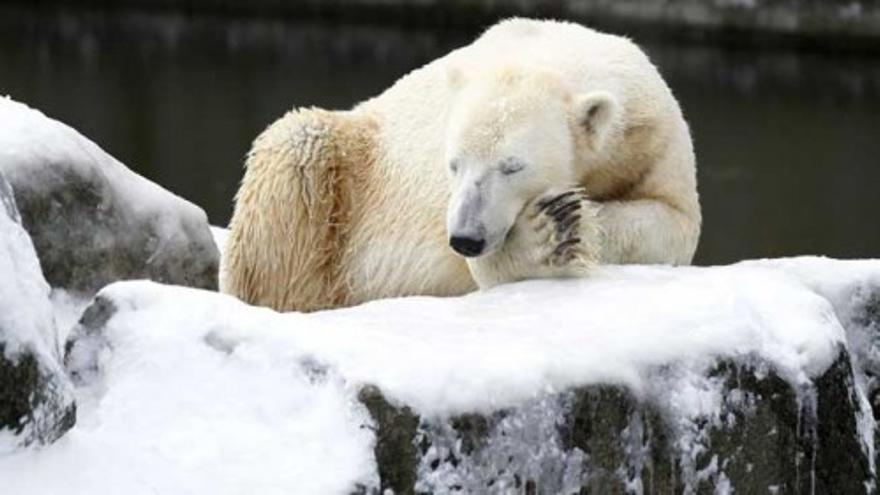 Un oso polar mata a un joven en Noruega