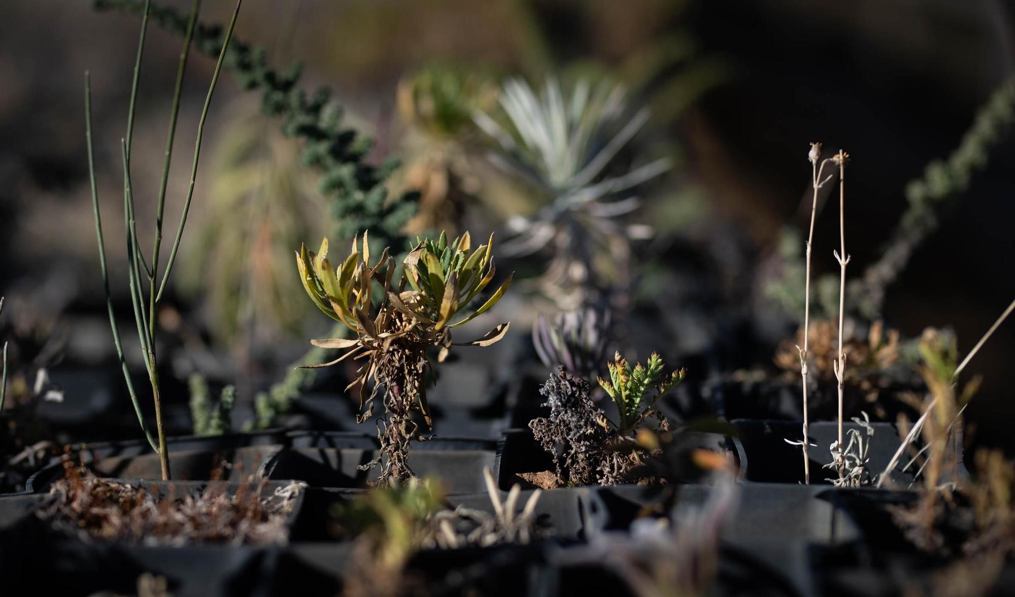 Vivero Parque Nacional del Teide (El Portillo)