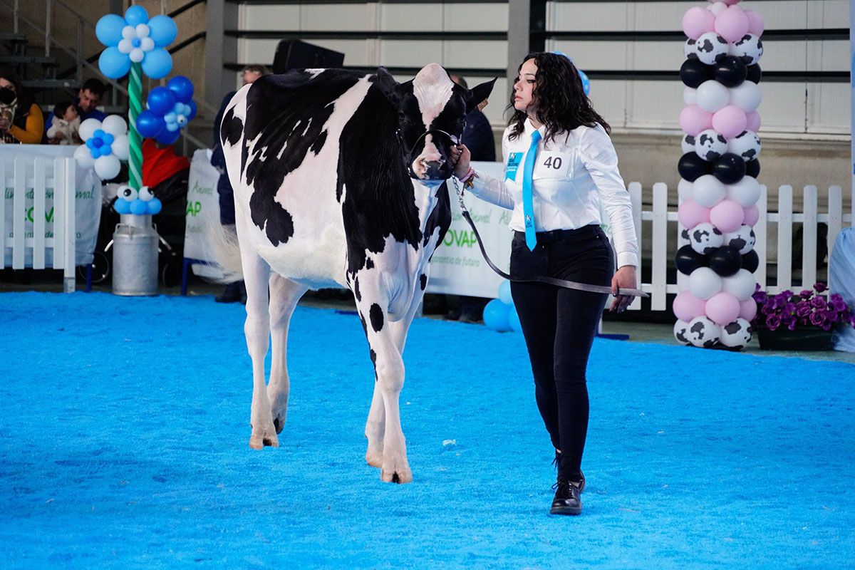 Feria de ganado vacuno holstein en Dos Torres