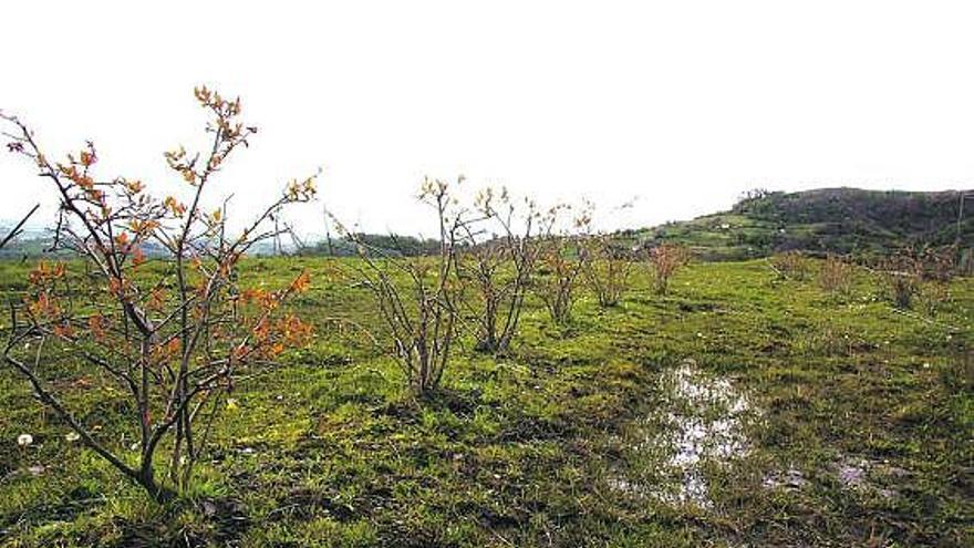 Algunos de los primeros plantones en La Braña del Río, vieja mina a cielo abierto en Langreo.