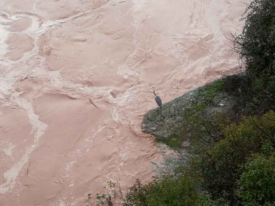 Llobregat i Cardener després del temporal