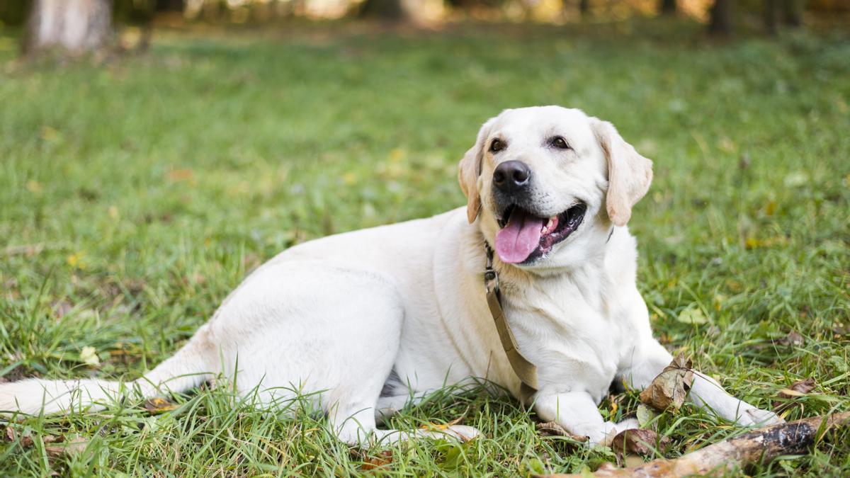 El Labrador Retriever es una de las razas de perros más comunes en España