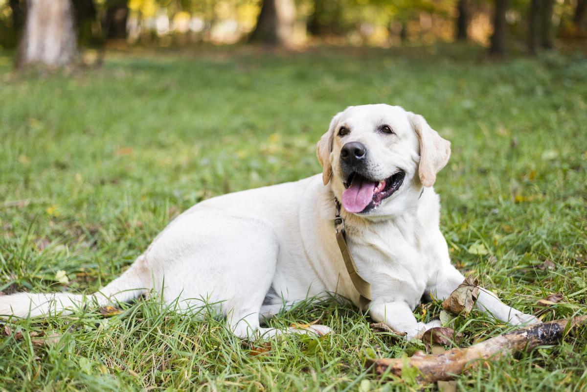 El Labrador Retriever es una de las razas de perros más comunes en España