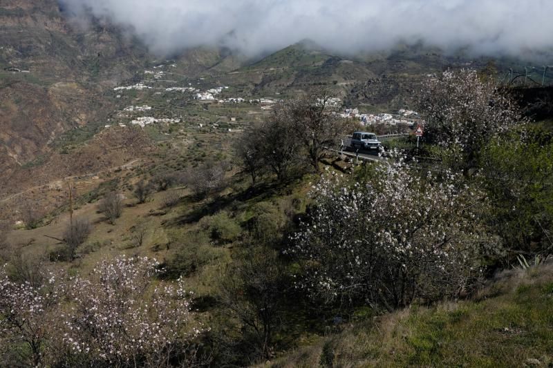 Almendros en flor