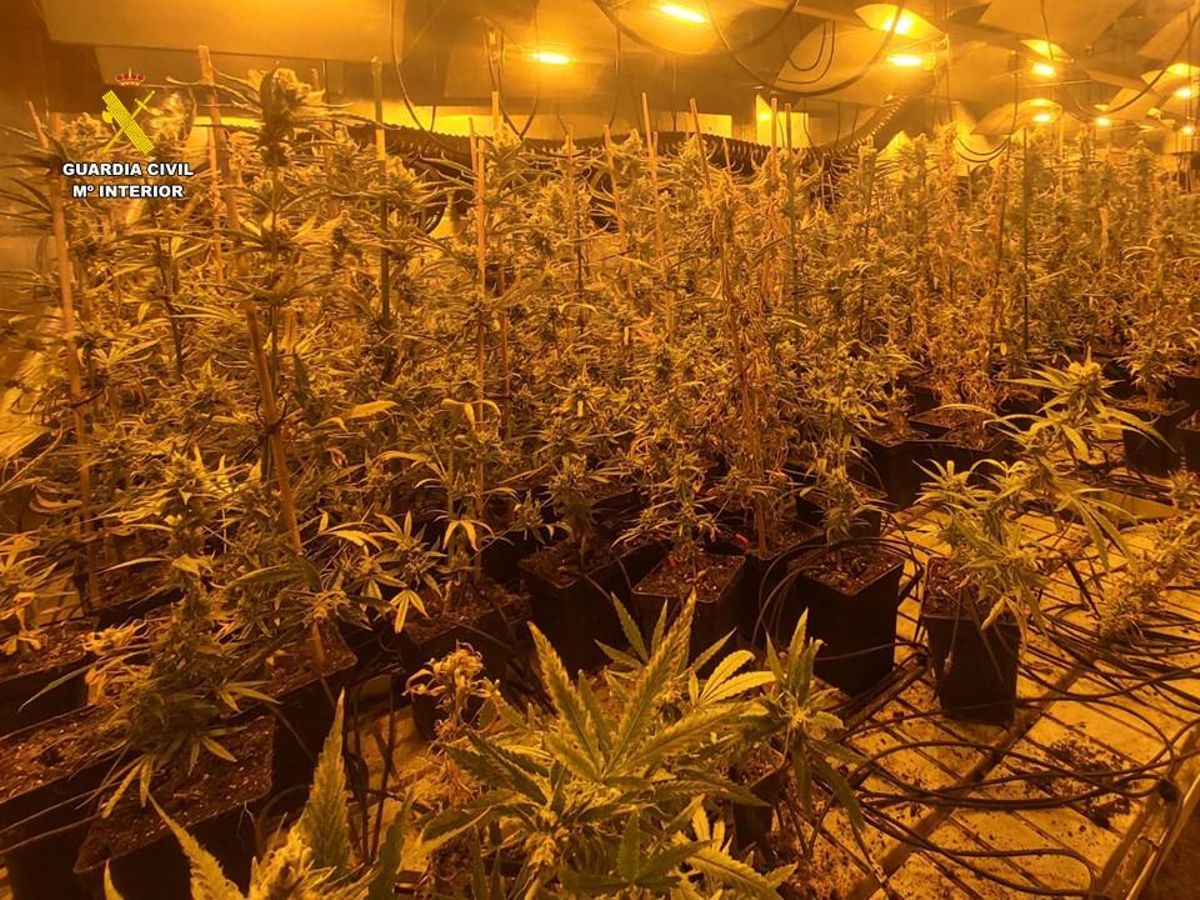 Marihuana intervenida en Tárbena.