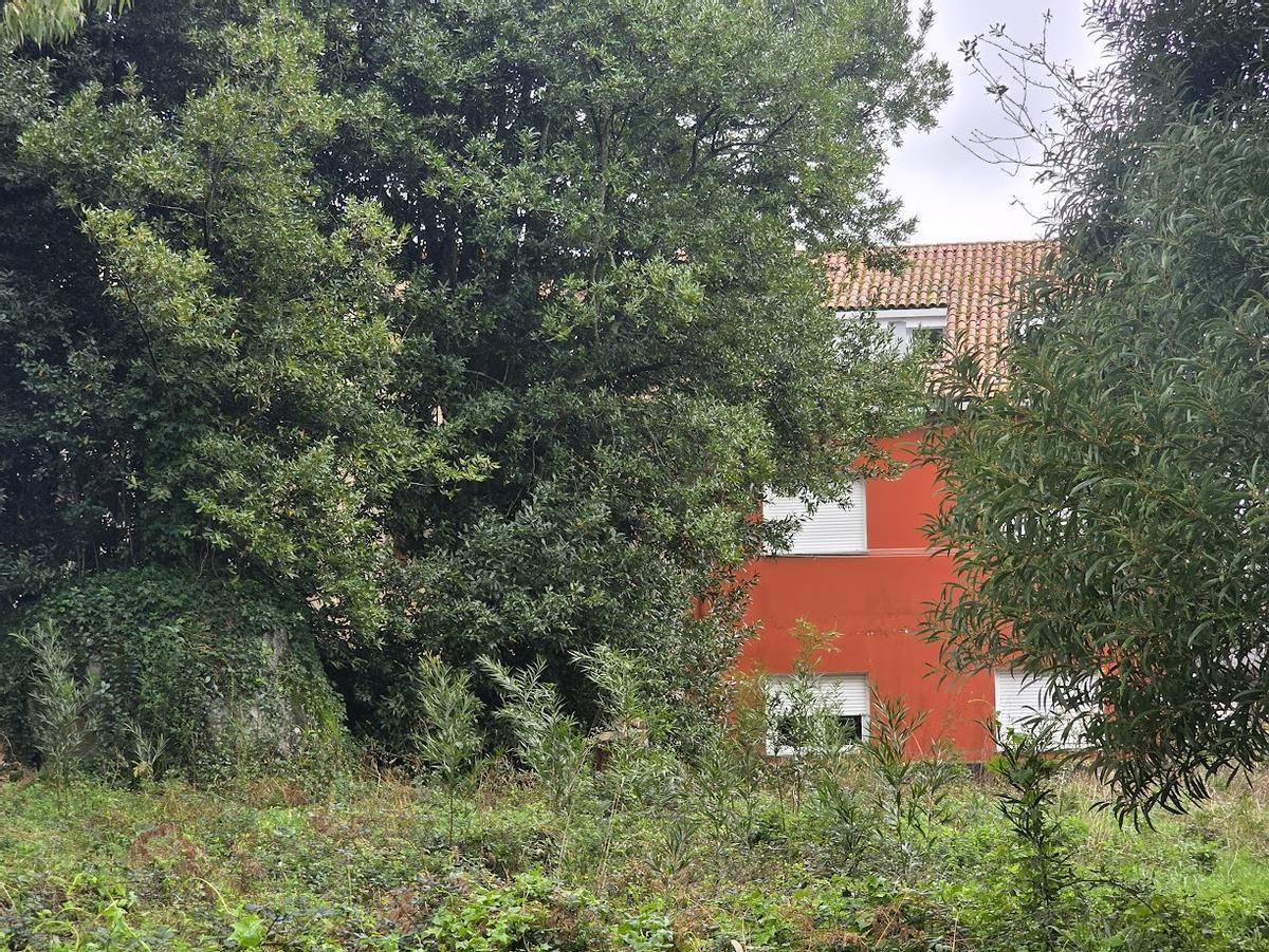 Los árboles que amenazan a los edificios de la calle de Vista Alegre.