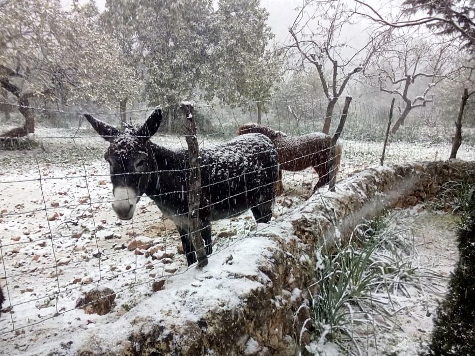 La Serra se viste de blanco