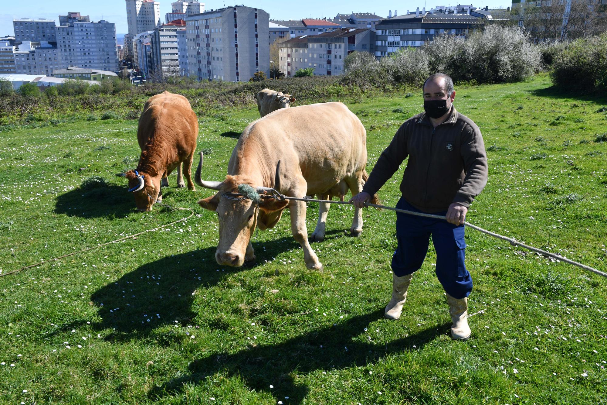 Luis Maceira y sus animales