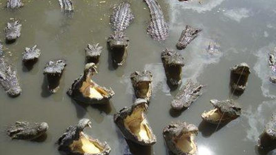 Explotación de cocodrilos en Ho Chi Minh.