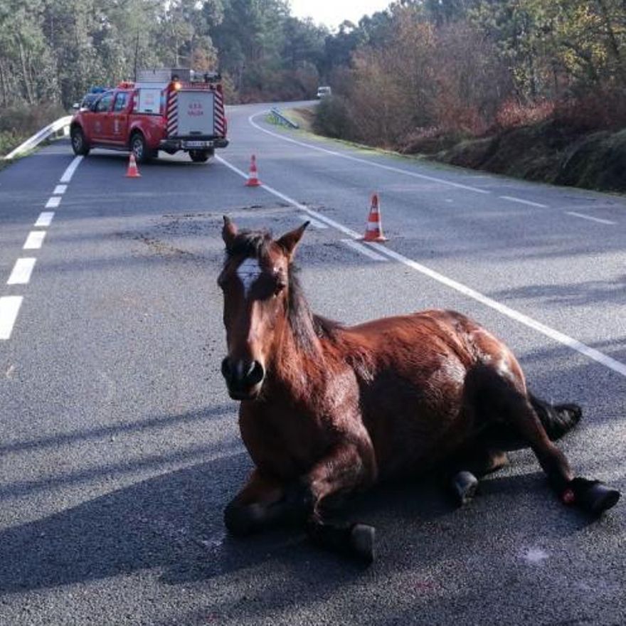 Un caballo atropellado hace años en San Cibrán.