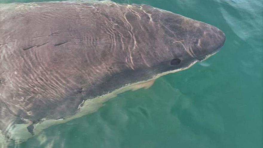 Un tiburón blanco en punta Langosteira, el primer registro de esta especie en Galicia
