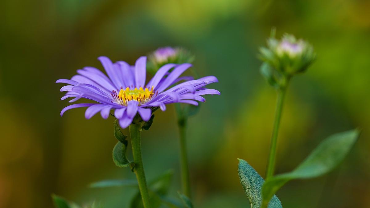 La planta de Aster no necesita excesivos cuidados