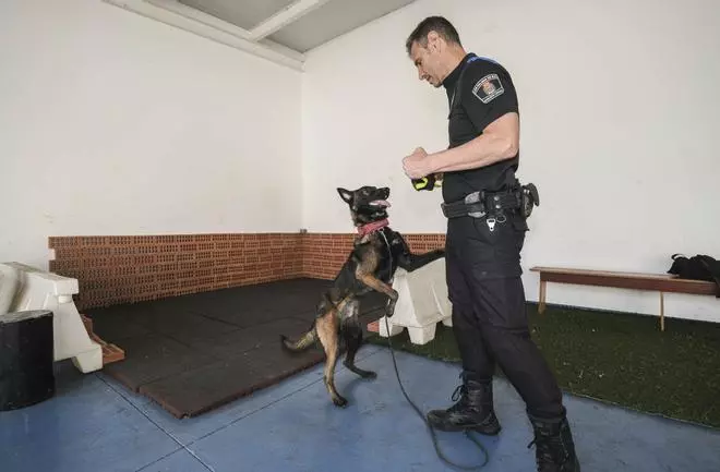Los perros del Grupo de Guías Caninos (UCAPOL) de la Policía Local de Las Palmas de Gran Canaria, Cujo y Apolo