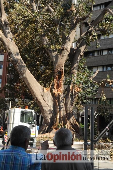 El día después de la caída de la rama del ficus de