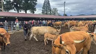 Buenas ventas y precios altos: Llanera hace balance de la Feria de San Isidro
