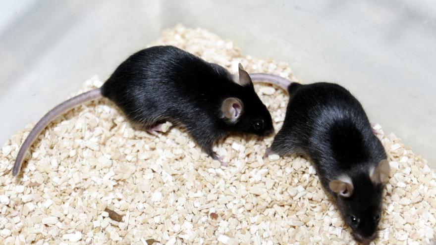 Los ratones podrían ser el origen de la variante ómicron