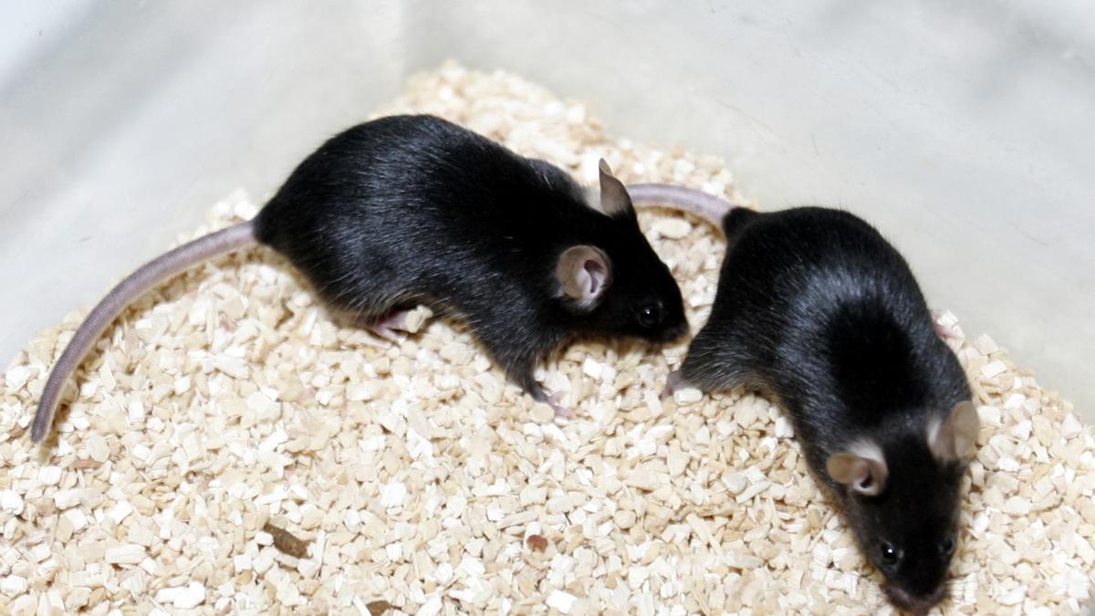 Los hallazgos sugieren que los investigadores deberían centrarse en las variantes del SARS-CoV-2 aisladas de animales salvajes, especialmente roedores.
