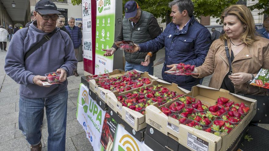 Unións Agrarias reparte 1.500 kilos de fresas gratis en Santiago