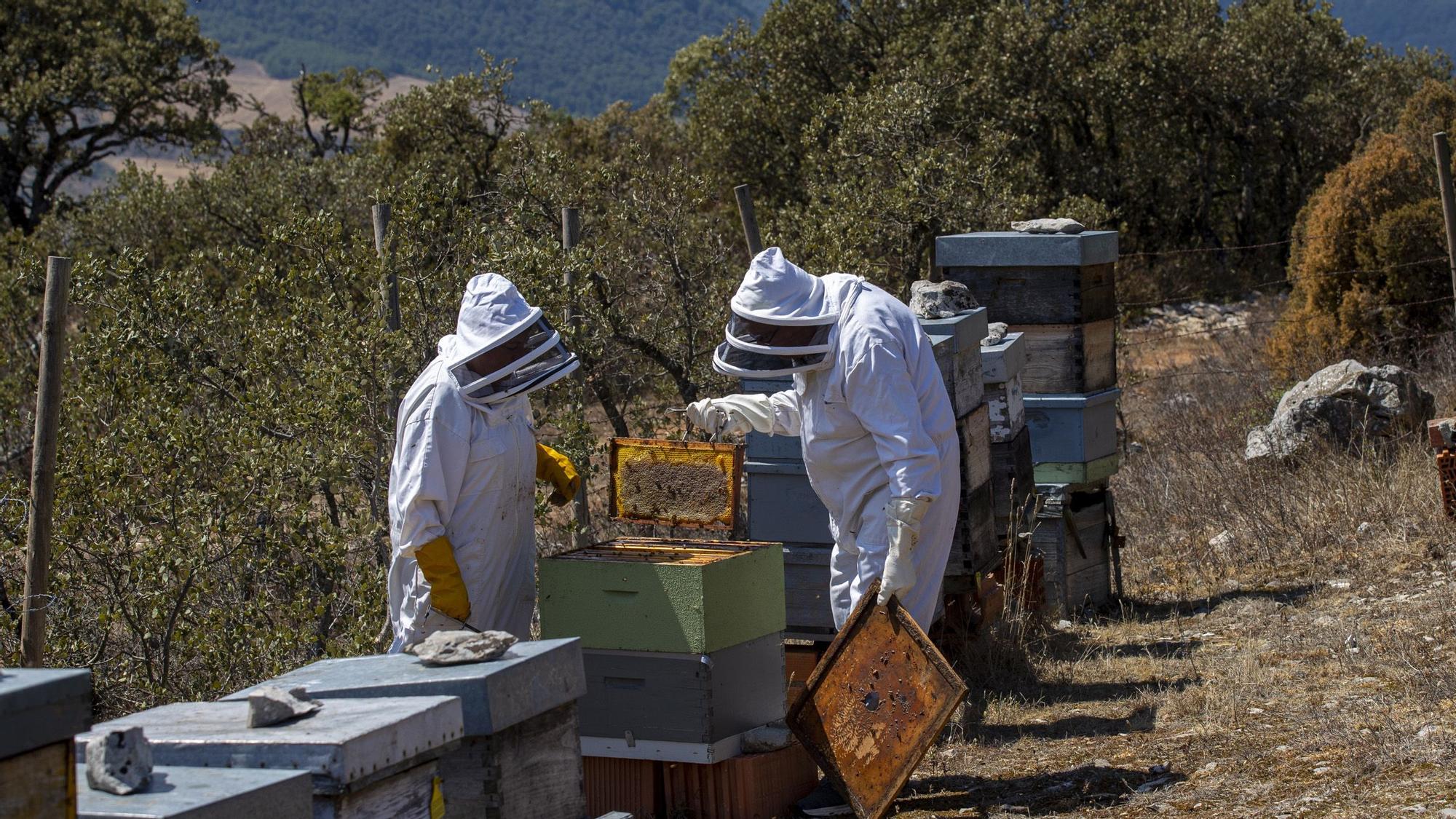 Apicultores de Álava: Este año se producirá la mitad de miel y será más cara