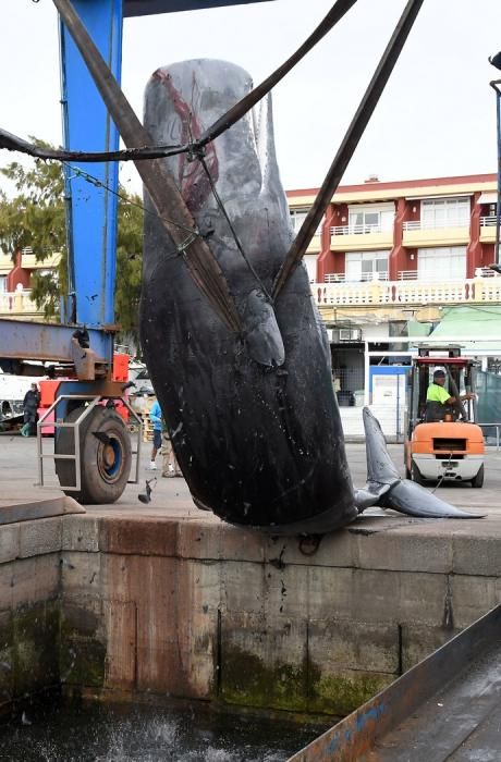 14/03/2019 TALIARTE. TELDE. Recogida del cachalote varado en la costa de Telde.   Fotografa: YAIZA SOCORRO.