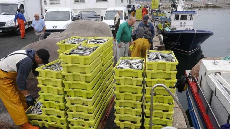 Varios marineros descargan cajas de jurel en un puerto gallego.