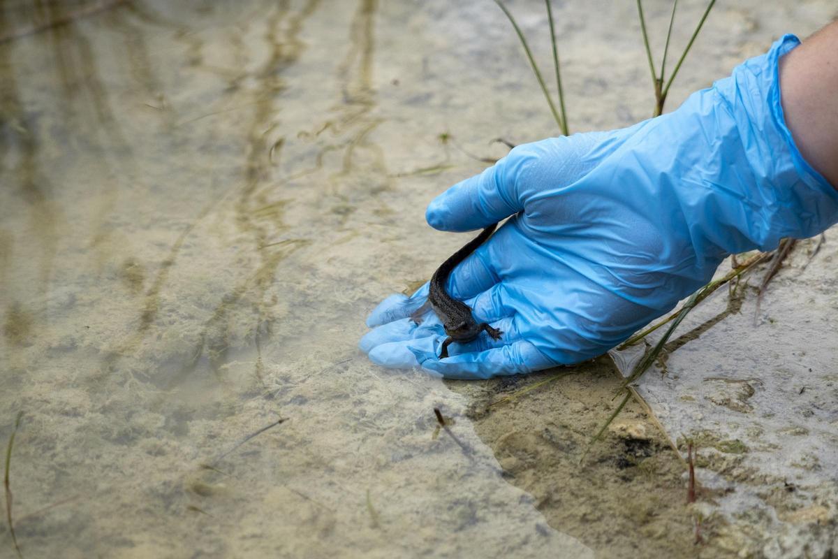 Reintroducció dels ofegabous al seu hàbitat natural.