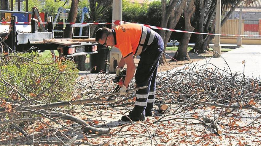 Nules poda árboles del jardín botánico para ganar seguridad