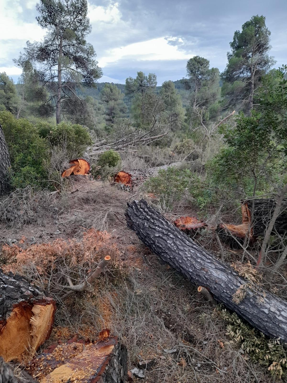 Árboles talados en la sierra de Enguera.